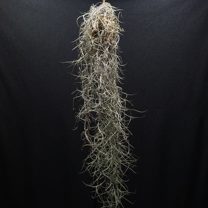 Spanish Moss - Tillandsia Usneoides