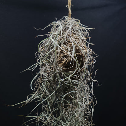 Spanish Moss - Tillandsia Usneoides