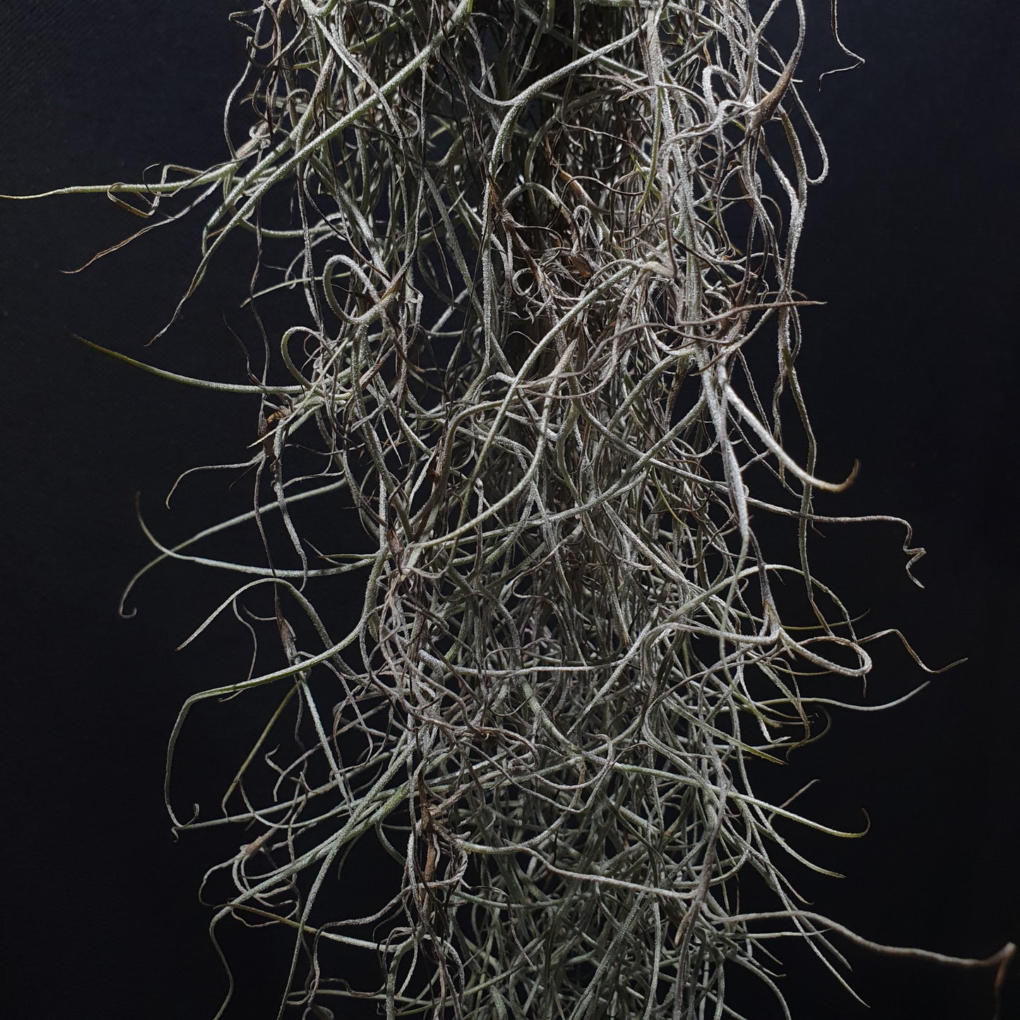 Spanish Moss - Tillandsia Usneoides