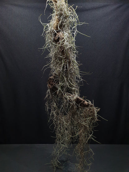 Spanish Moss - Tillandsia Usneoides