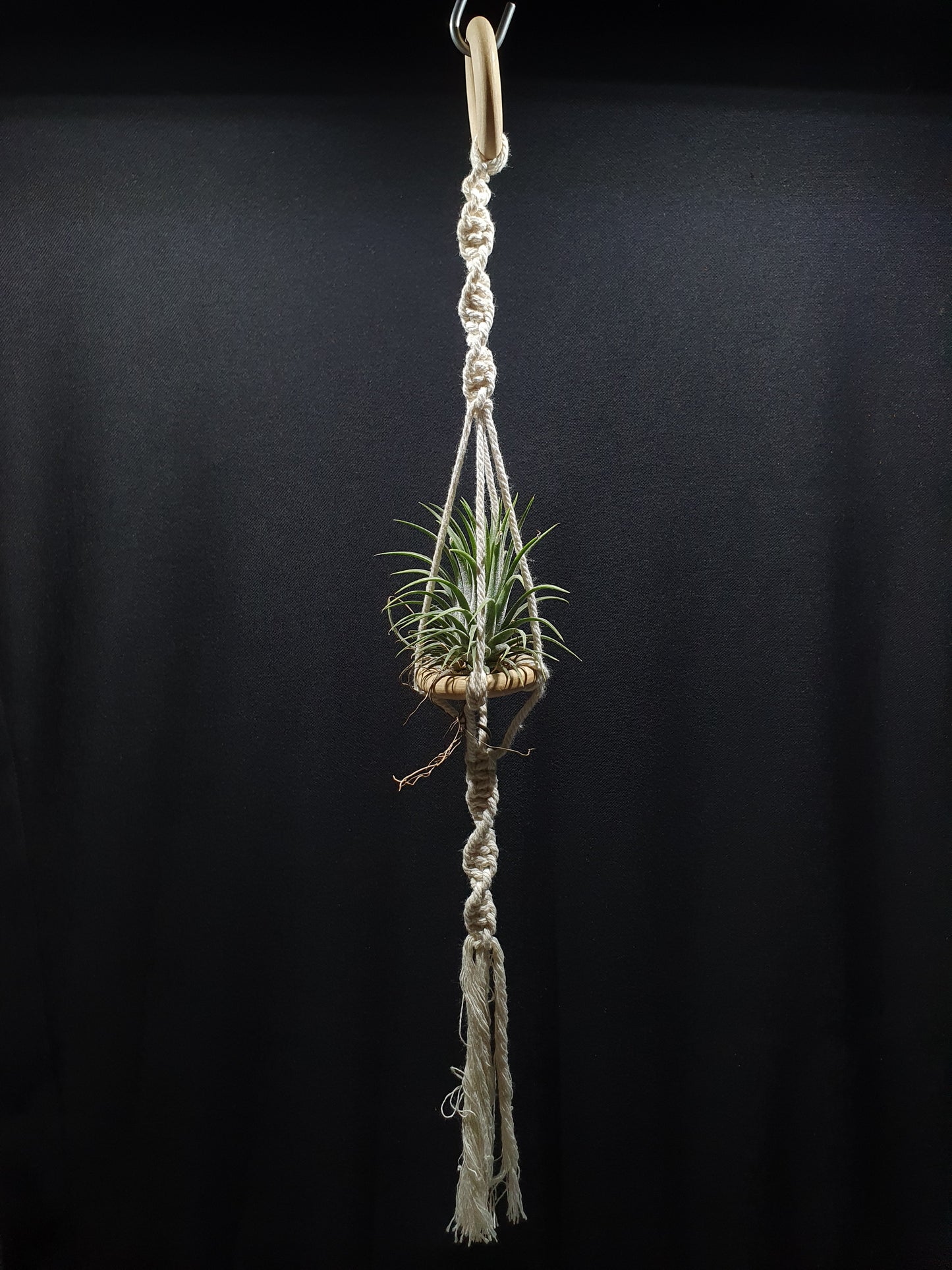 Airplant Hangers by Bead.