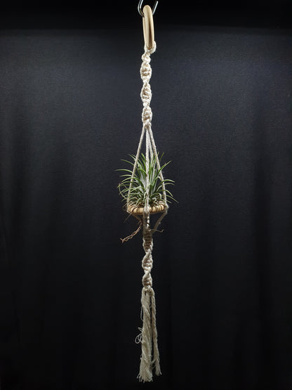 Airplant Hangers by Bead.