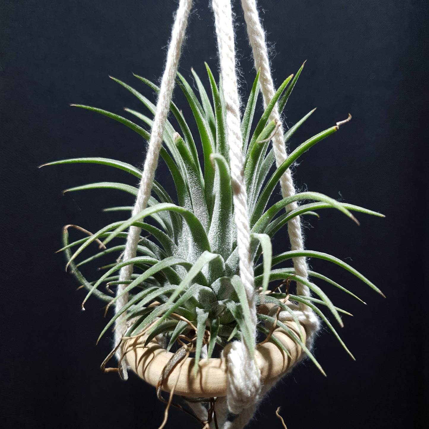 Airplant Hangers by Bead.