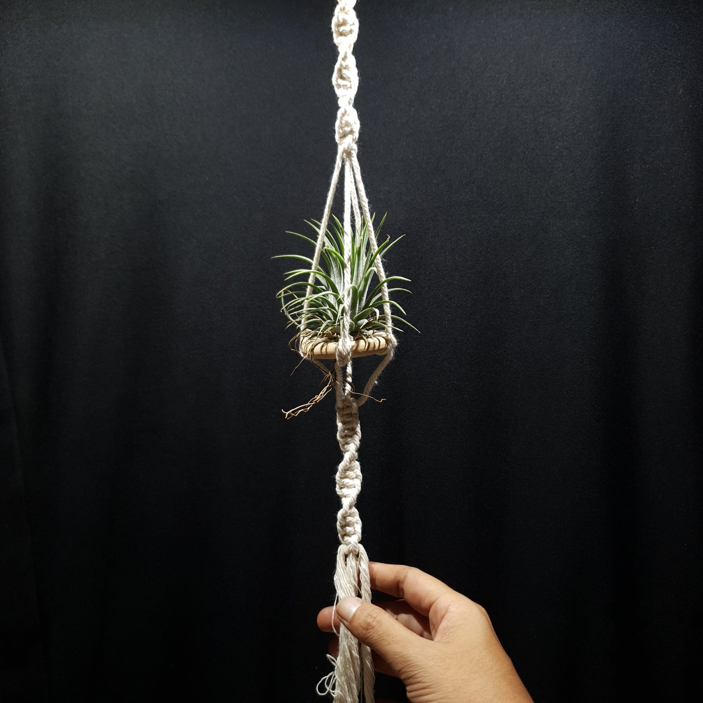 Airplant Hangers by Bead.