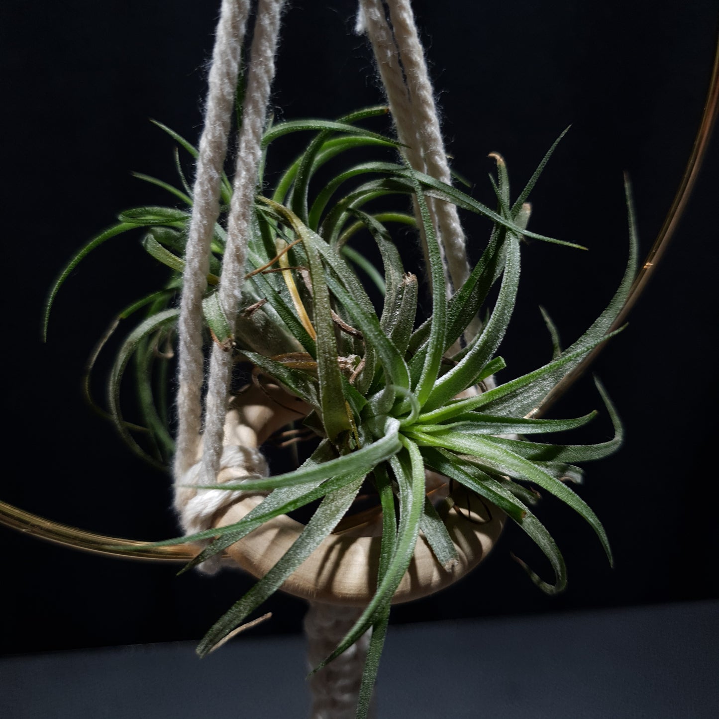 Airplant Hangers by Bead.