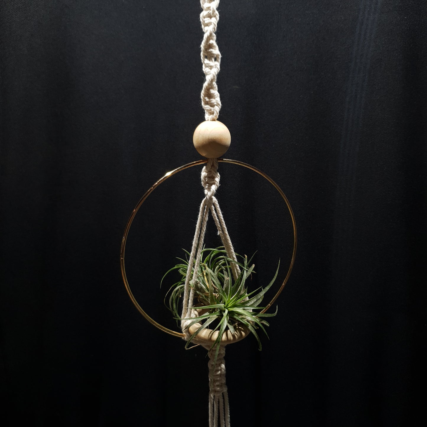 Airplant Hangers by Bead.