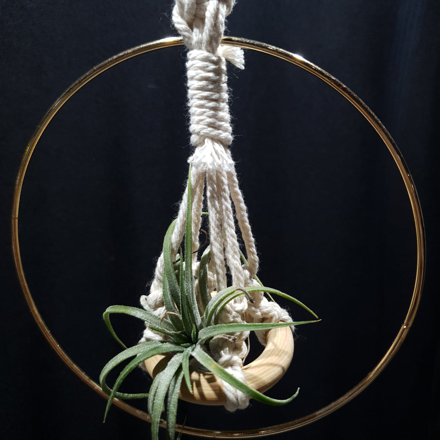 Airplant Hangers by Bead.