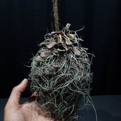 Spanish Moss - Tillandsia Usneoides