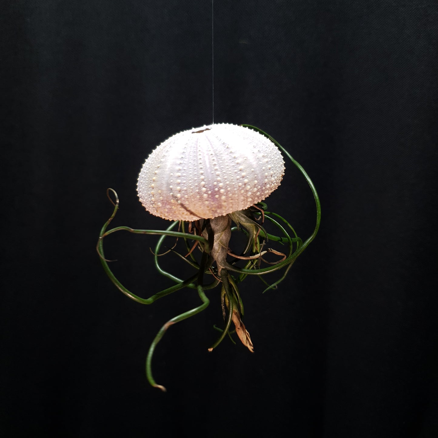 Octo-Shell: A Living Art Piece