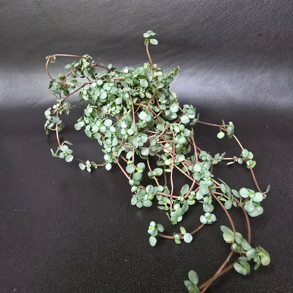 Silver Sprinkles Pilea - Pilea Greyzy