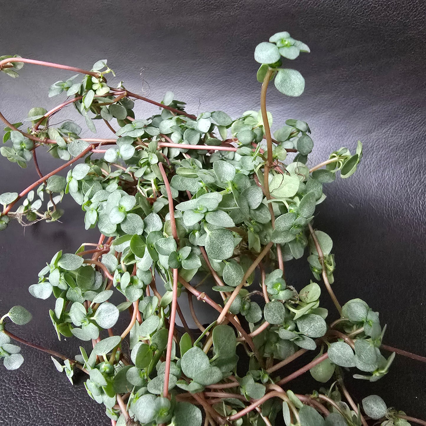 Silver Sprinkles Pilea - Pilea Greyzy