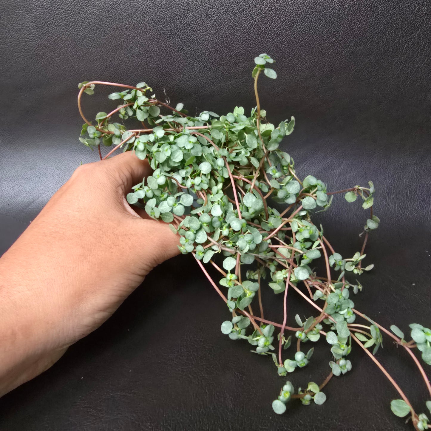 Silver Sprinkles Pilea - Pilea Greyzy