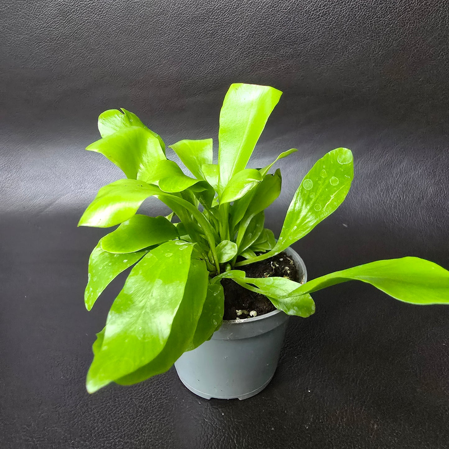 Bird's-nest Fern - Asplenium Nidus