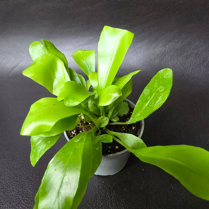 Bird's-nest Fern - Asplenium Nidus