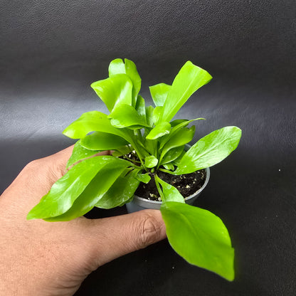 Bird's-nest Fern - Asplenium Nidus