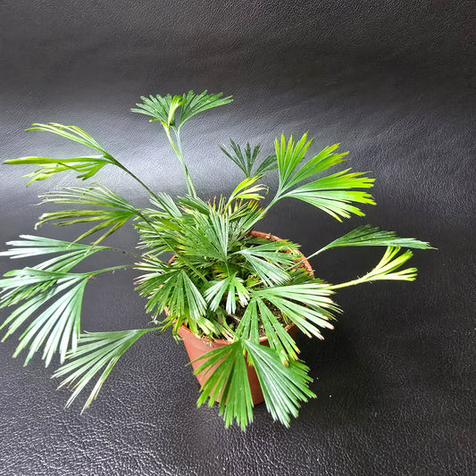 Ray Fern - Actiniopteris Australis