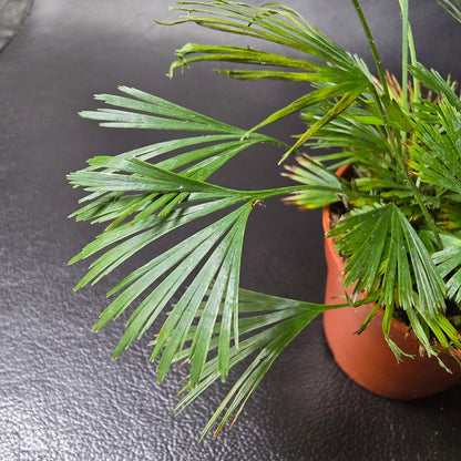 Ray Fern - Actiniopteris Australis