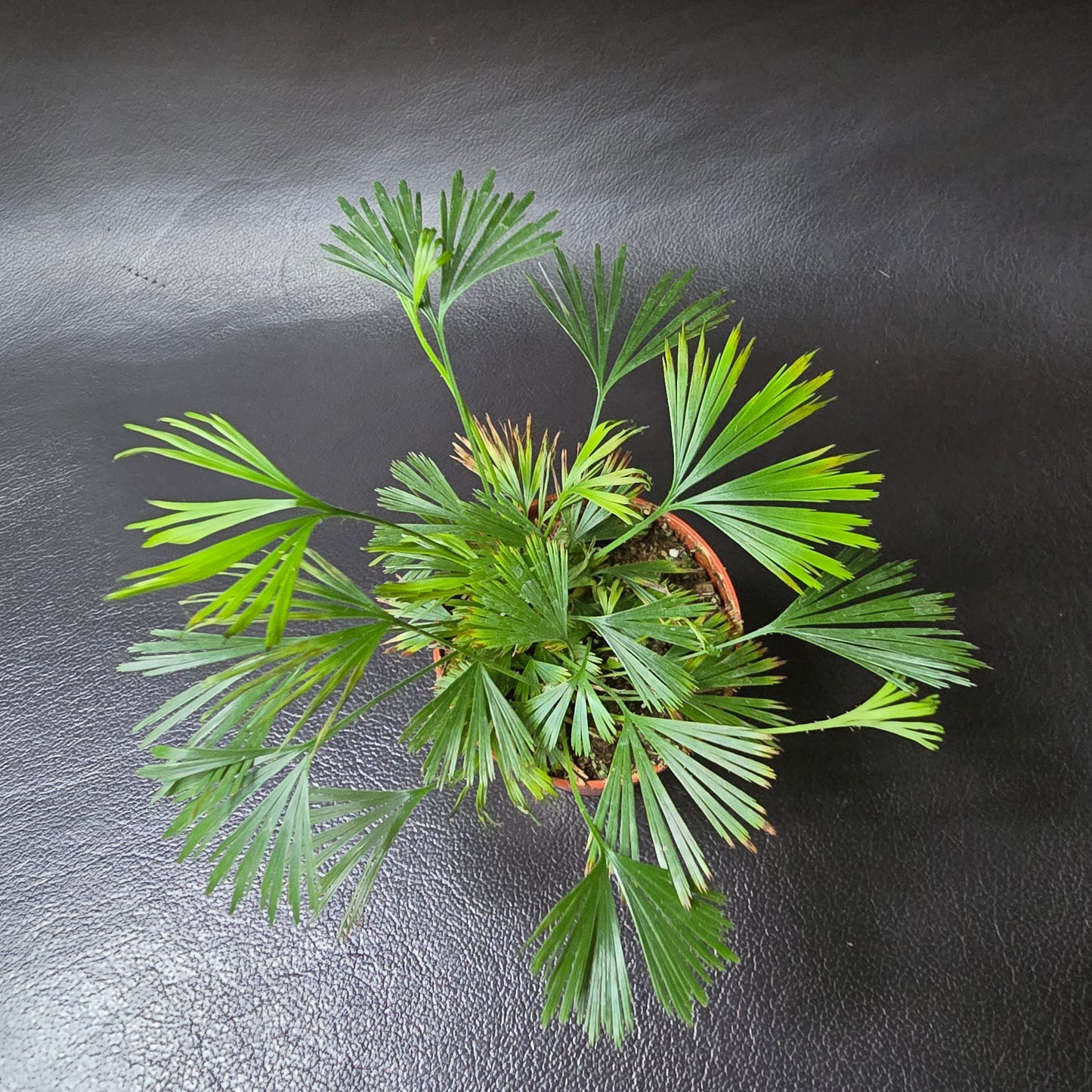 Ray Fern - Actiniopteris Australis