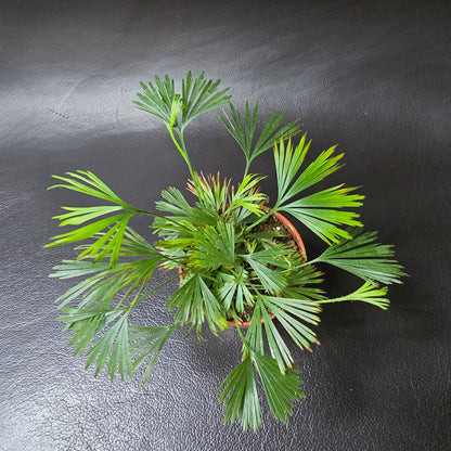 Ray Fern - Actiniopteris Australis