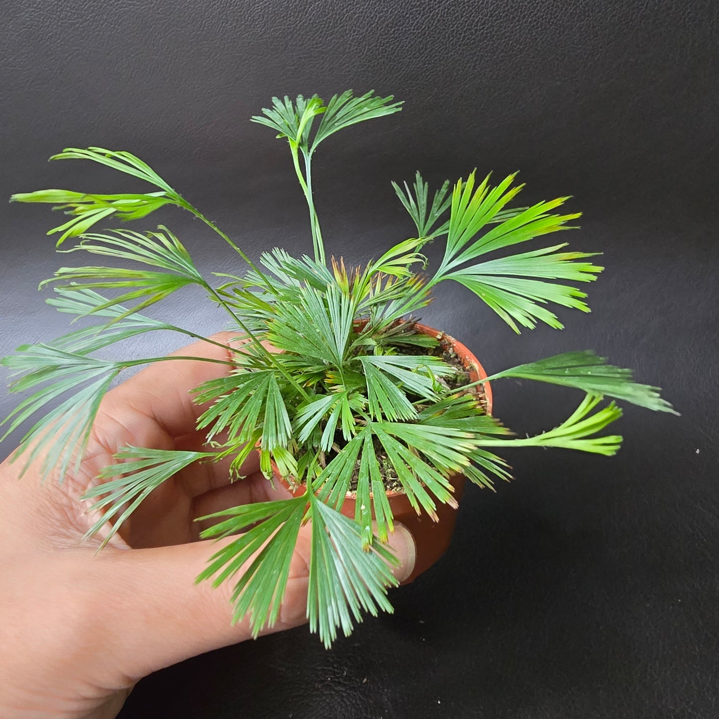 Ray Fern - Actiniopteris Australis