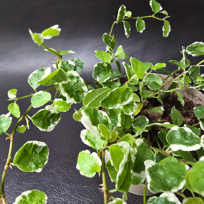 Ficus Pumila 'White Sunny'