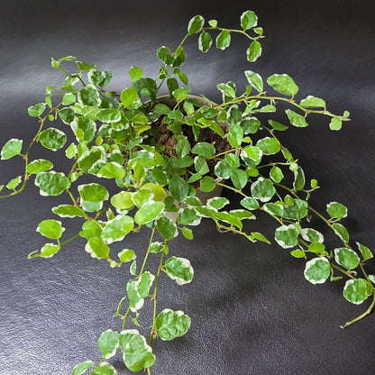 Ficus Pumila 'White Sunny'