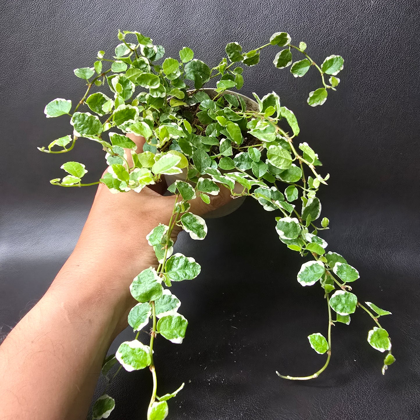 Ficus Pumila 'White Sunny'