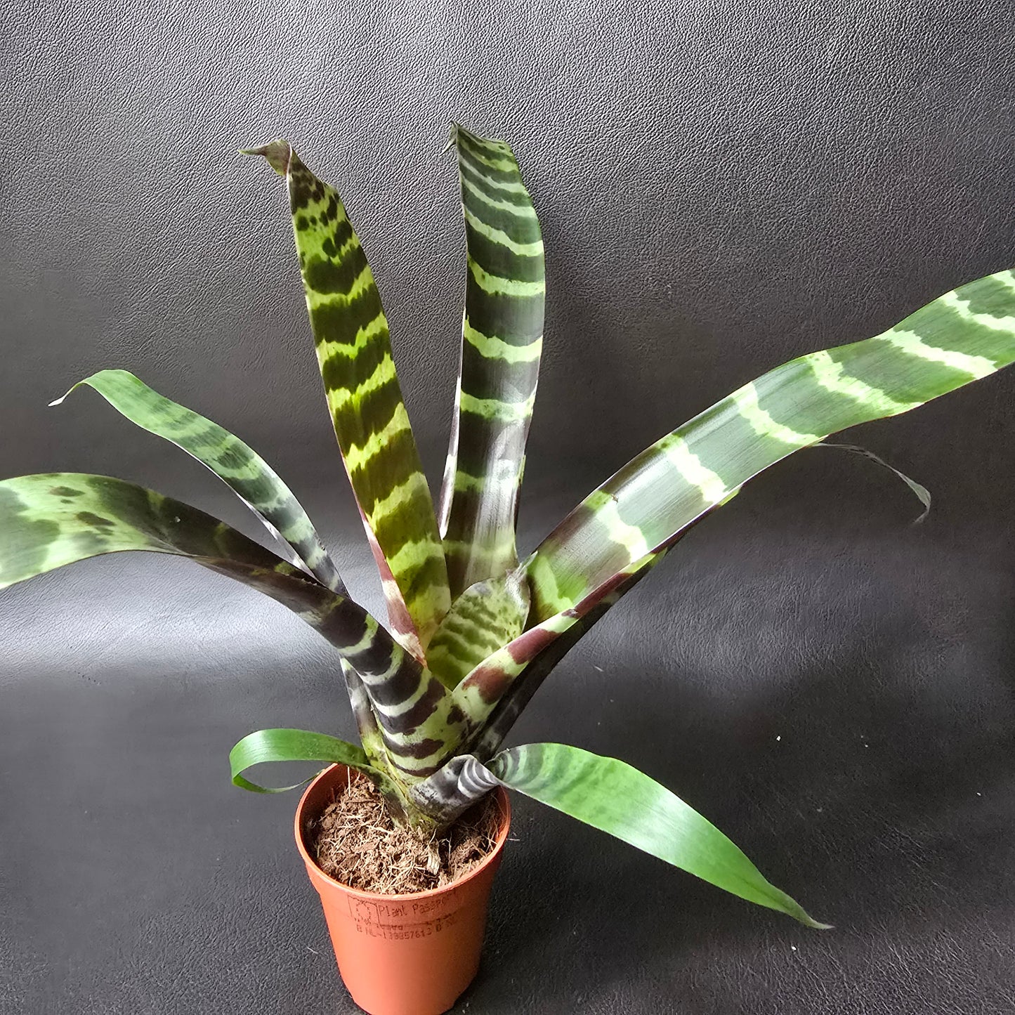 Vriesea 'Era' - Bromeliad