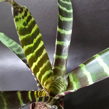 Vriesea 'Era' - Bromeliad