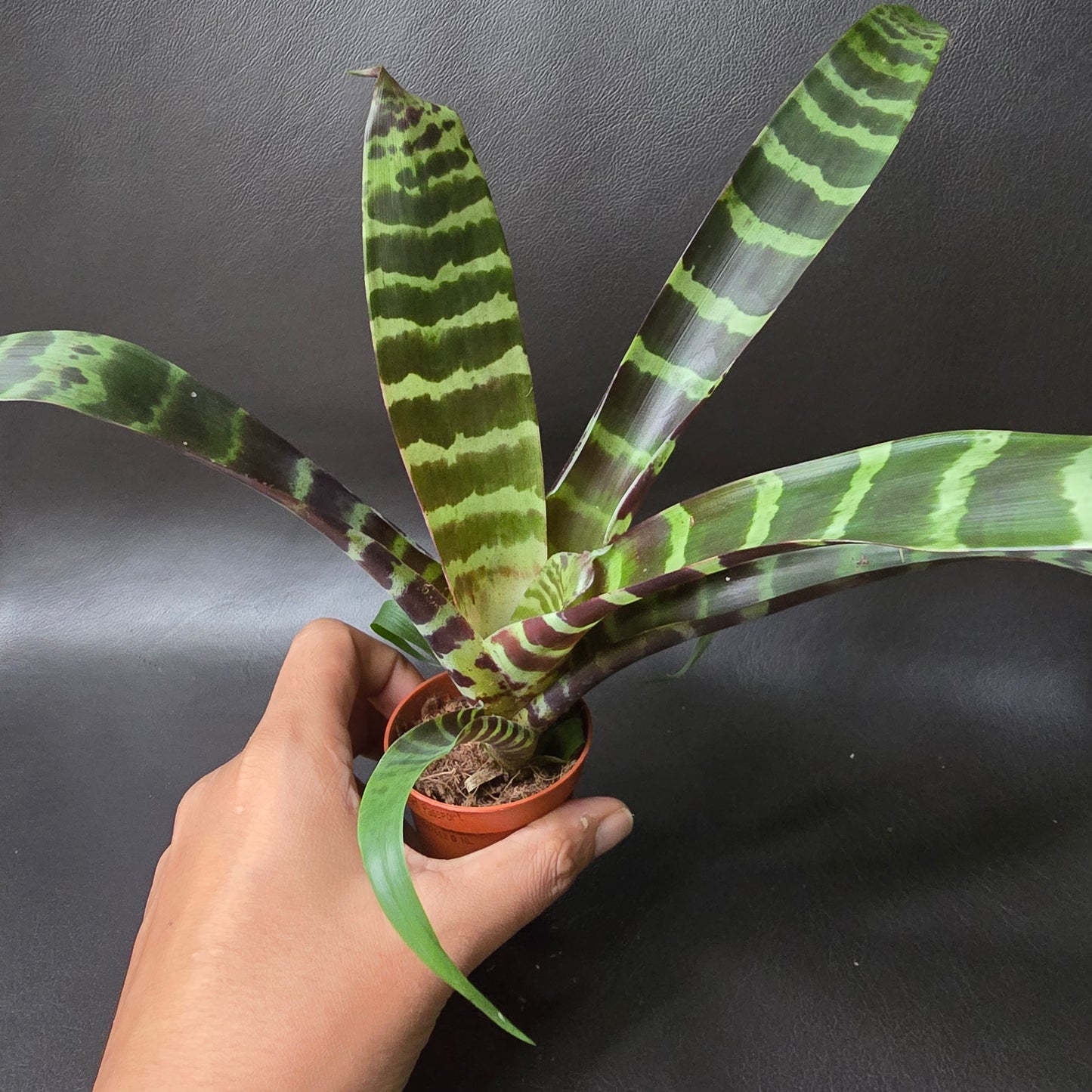 Vriesea 'Era' - Bromeliad