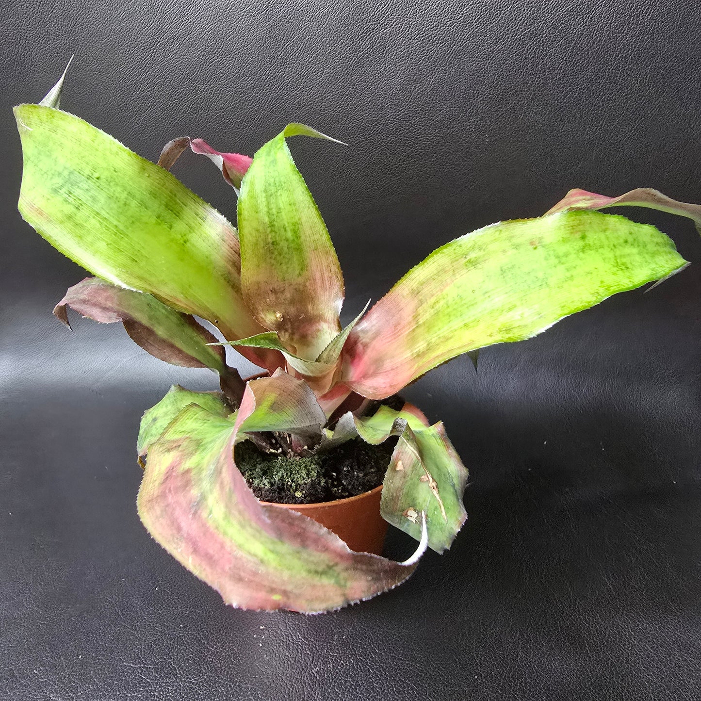 Cryptanthus Bivittatus