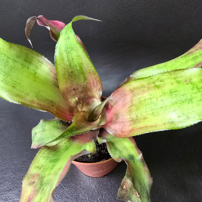 Cryptanthus Bivittatus