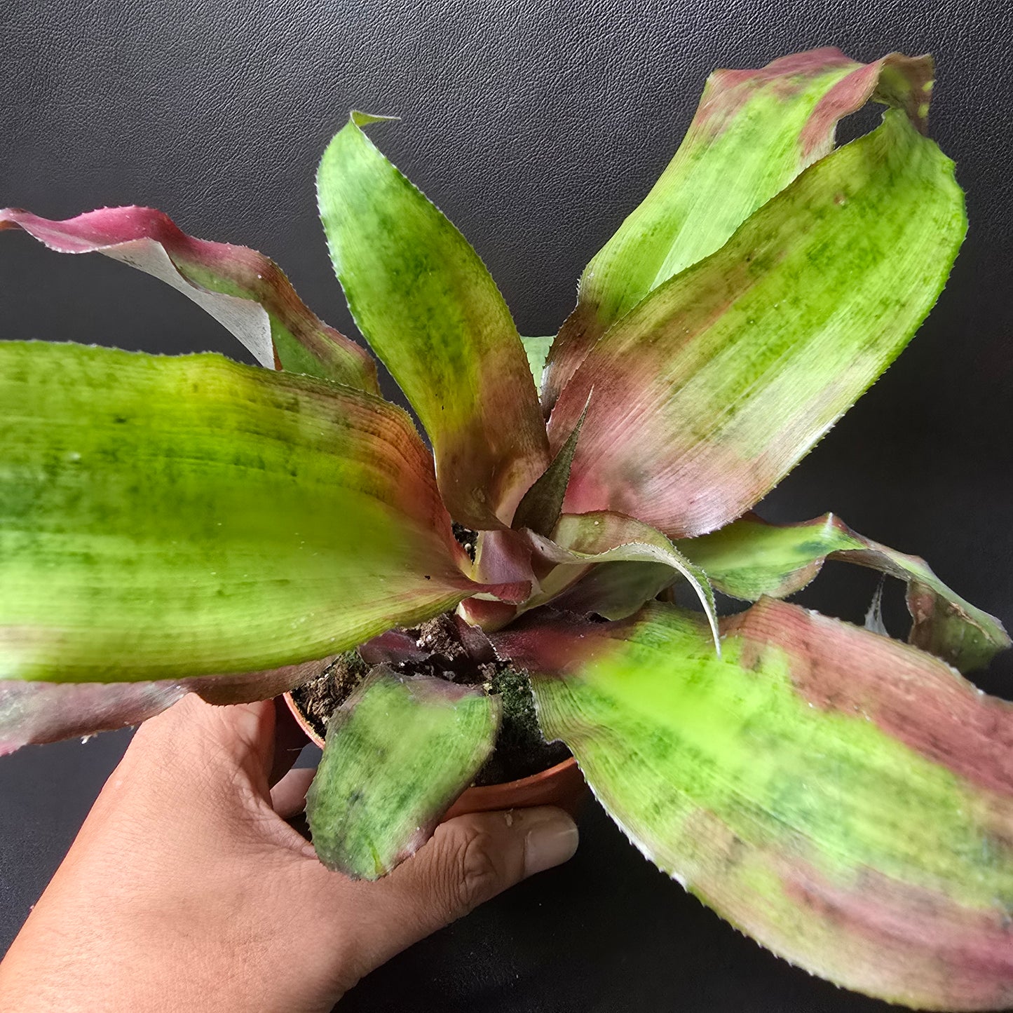 Cryptanthus Bivittatus