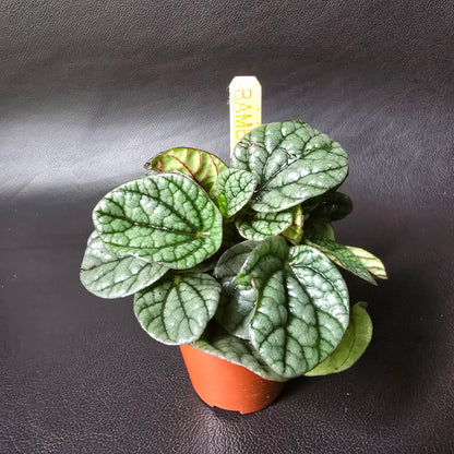 Peperomia 'Greyhound'