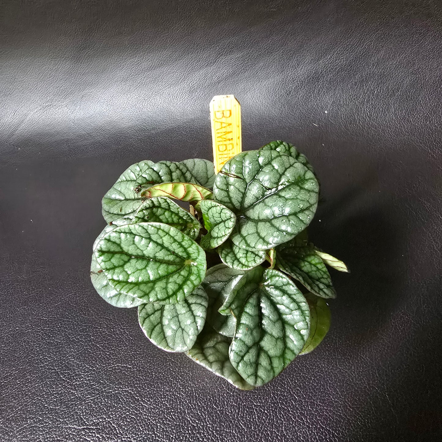 Peperomia 'Greyhound'