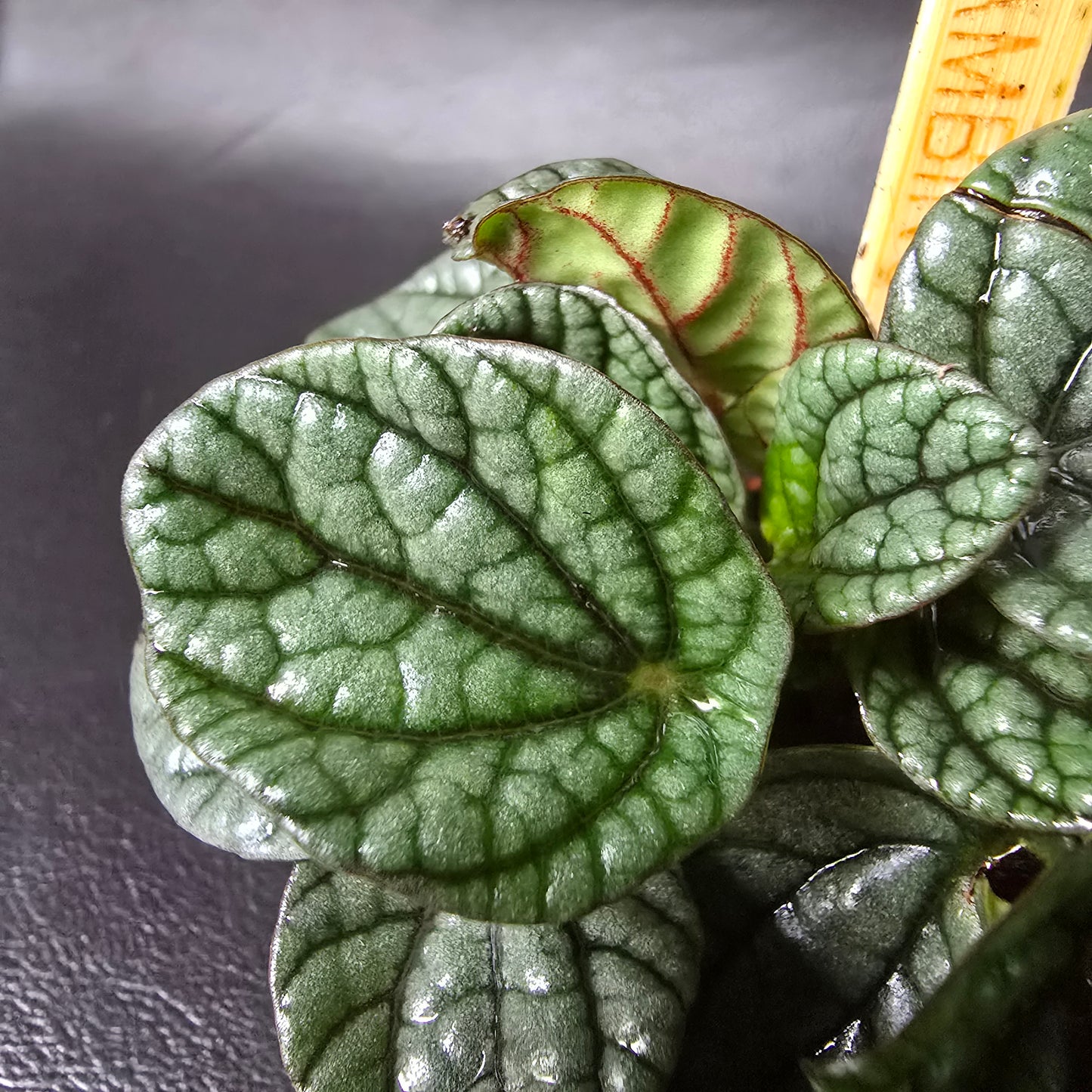 Peperomia 'Greyhound'