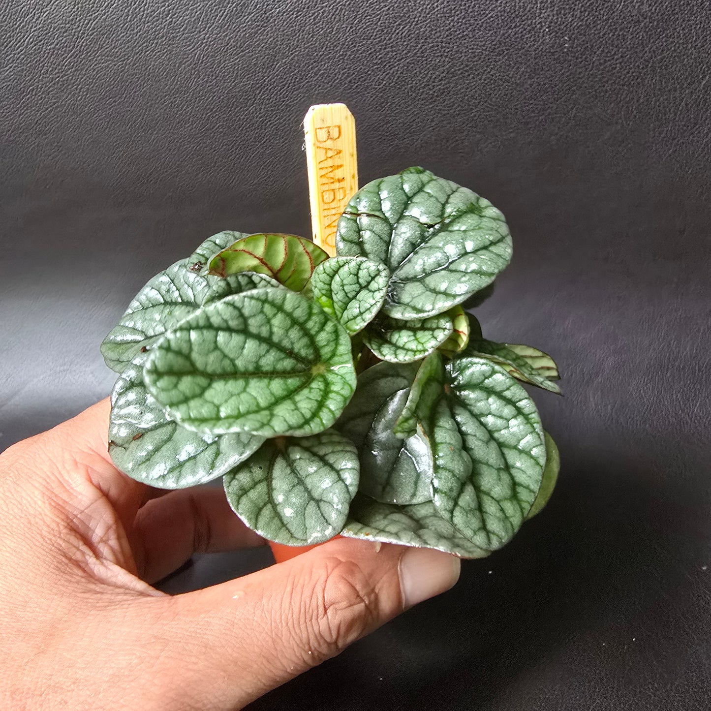 Peperomia 'Greyhound'