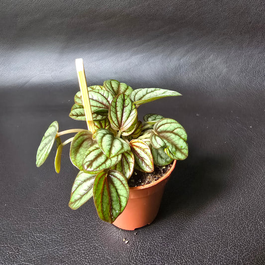 Peperomia Piccolo Banda
