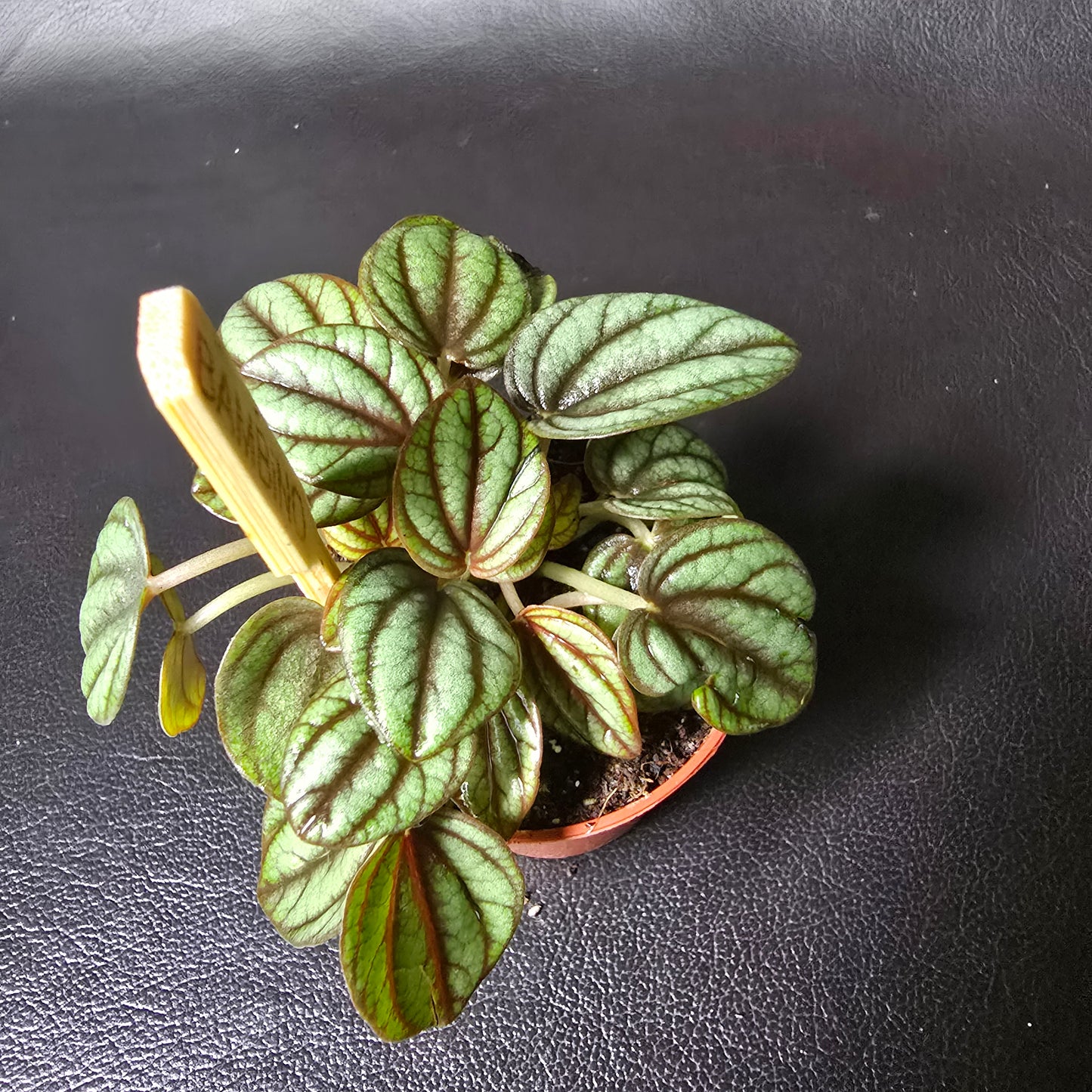 Peperomia Piccolo Banda