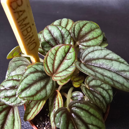 Peperomia Piccolo Banda