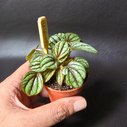 Peperomia Piccolo Banda