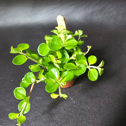 Peperomia Rotundifolia