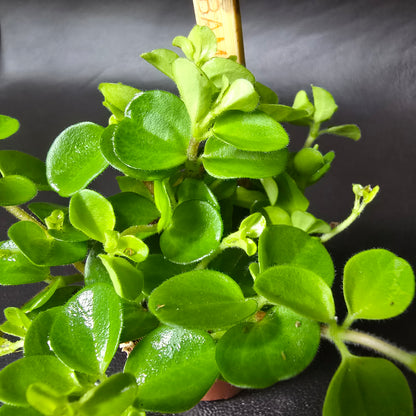Peperomia Rotundifolia