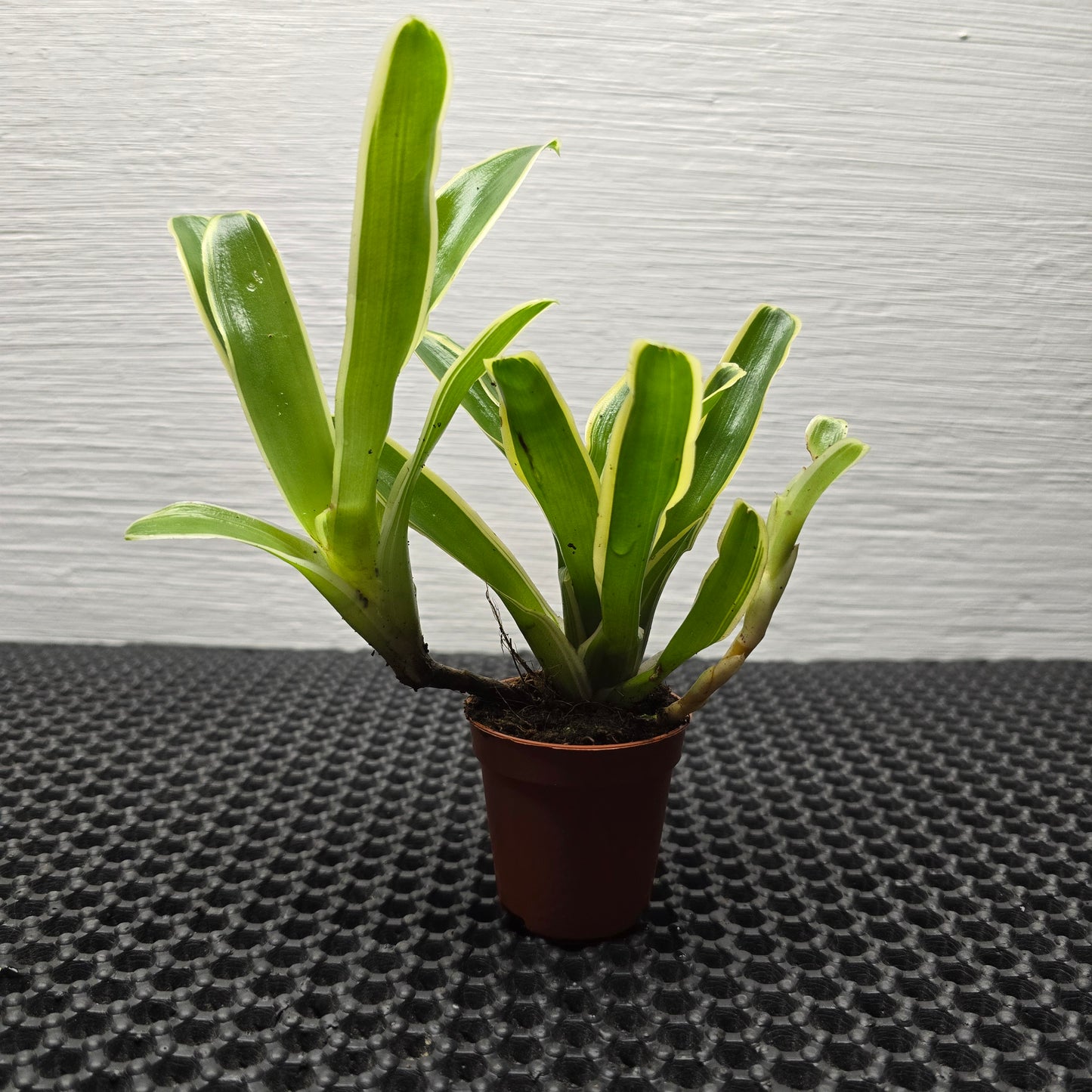 Nidularium Striped Fireball - Bromeliad