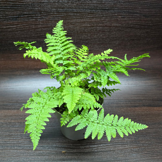 Hard Shield Fern - Polystichum Aculeatum