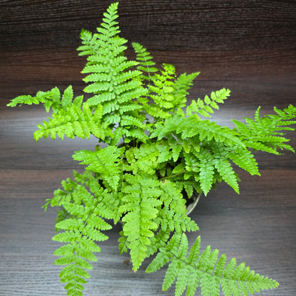 Hard Shield Fern - Polystichum Aculeatum