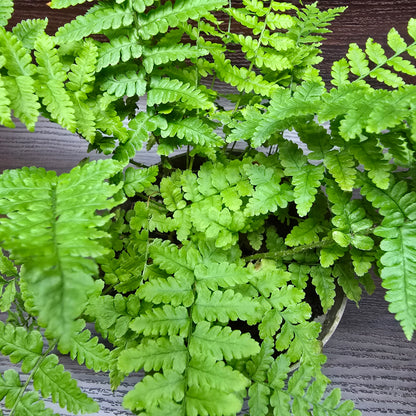 Hard Shield Fern - Polystichum Aculeatum