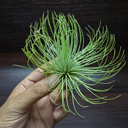 Tillandsia Andreana - Air Plant
