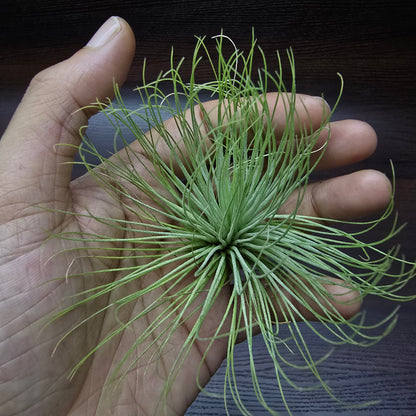 Tillandsia Andreana - Air Plant