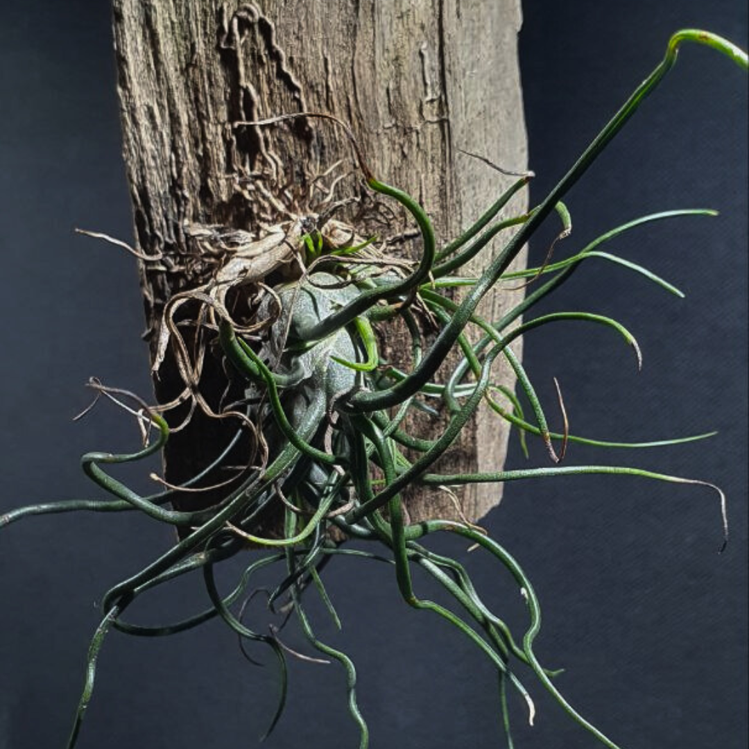 Tillandsia Bulbosa - Air plant